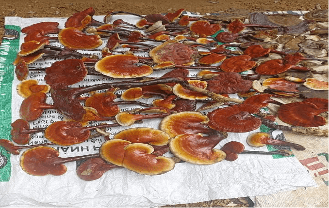 Nấm linh chi rừng