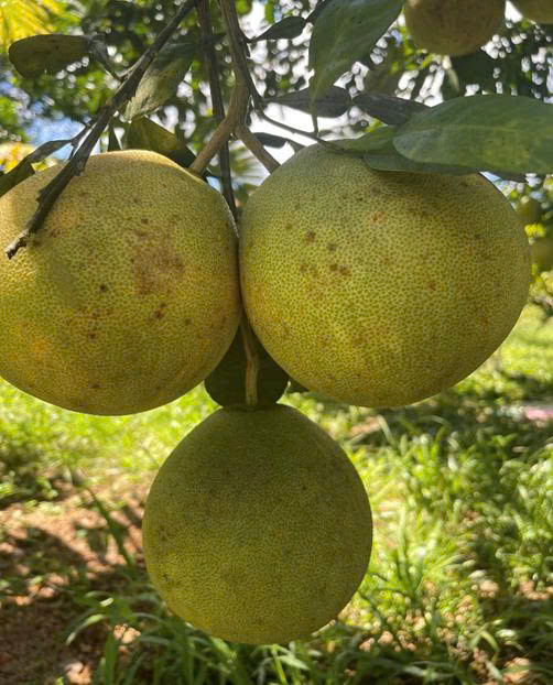 Ổi, cam, quýt, bưởi da xanh, thanh trà
